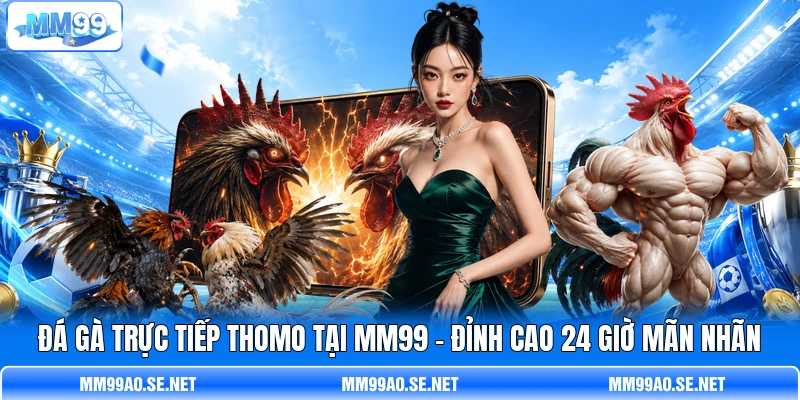 Đá Gà Trực Tiếp Thomo Tại MM99 - Đỉnh Cao 24 Giờ Mãn Nhãn