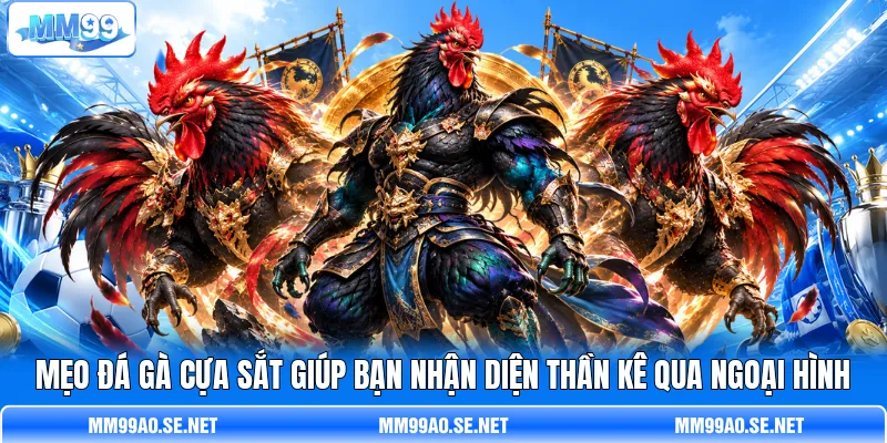 Mẹo đá gà cựa sắt giúp bạn nhận diện thần kê qua ngoại hình Mẹo đá gà cựa sắt giúp bạn nhận diện thần kê qua ngoại hình