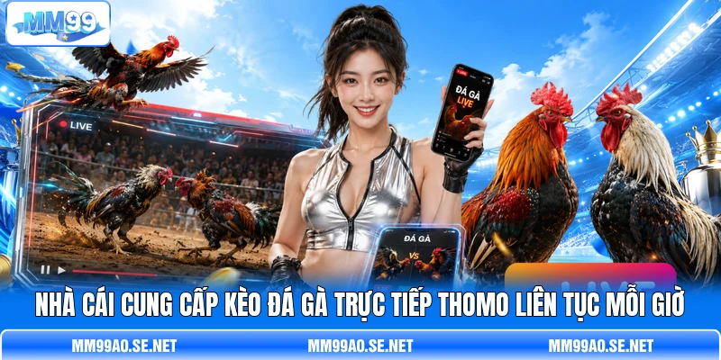 Nhà cái cung cấp kèo đá gà trực tiếp Thomo liên tục mỗi giờ